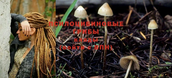 прущие грибы Арсеньев